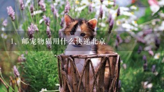 邮宠物猫用什么快递北京