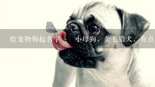 给宠物狗起名字 ： 小母狗，金毛猎犬，有点调皮