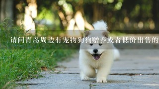 请问青岛周边有宠物狗狗赠养或者低价出售的么？一直