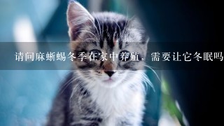 请问麻蜥蜴冬季在家中养殖，需要让它冬眠吗，还是用