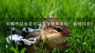 有哪些昆虫是可以当宠物来养的？如何饲养？