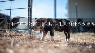 日本“猫咪公寓”招租，入住时有什么要求吗？