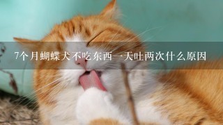 7个月蝴蝶犬不吃东西一天吐两次什么原因