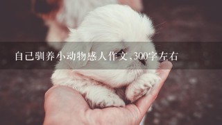 自己驯养小动物感人作文,300字左右