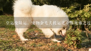 空运变陆运，宠物金毛犬托运途中惨死谁之过？