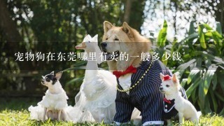 宠物狗在东莞哪里有卖的一般多少钱