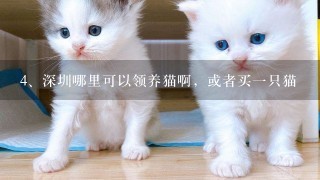 深圳哪里可以领养猫啊，或者买一只猫