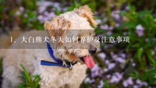 大白熊犬冬天如何养护及注意事项