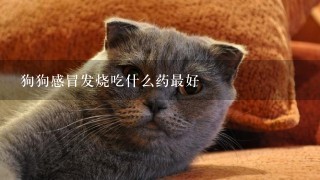 狗狗感冒发烧吃什么药最好