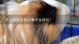 学习宠物美容去哪里比较好？