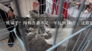 被骗了？网购香猪不足一年长到140斤，这猪还能当宠