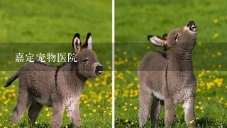 嘉定宠物医院