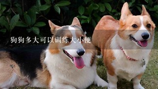 狗狗多大可以训练大小便