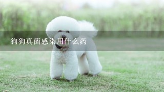 狗狗真菌感染用什么药