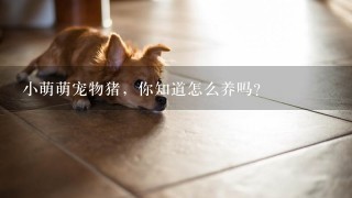 小萌萌宠物猪，你知道怎么养吗？