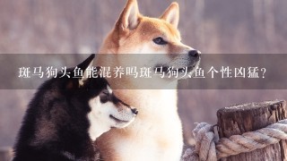 斑马狗头鱼能混养吗斑马狗头鱼个性凶猛？