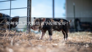 常州宠物训犬师培训学校哪家好？