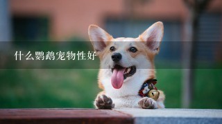 什么鹦鹉宠物性好