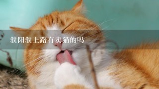 濮阳濮上路有卖猫的吗