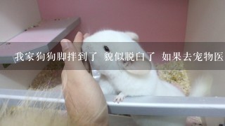 我家狗狗脚拌到了 貌似脱臼了 如果去宠物医院看 大