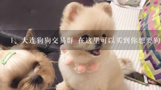 大连狗狗交易群 在这里可以买到你想要狗狗