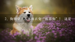 狗狗穿上连体雨衣变“机器狗”！ 这是一幕什么样的