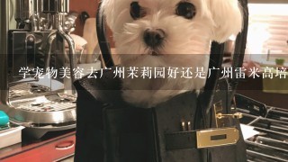 学宠物美容去广州茉莉园好还是广州雷米高培训学校好？