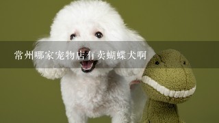 常州哪家宠物店有卖蝴蝶犬啊