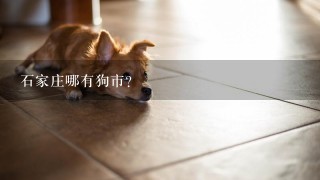 石家庄哪有狗市？