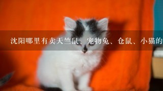 沈阳哪里有卖天竺鼠、宠物兔、仓鼠、小猫的市场