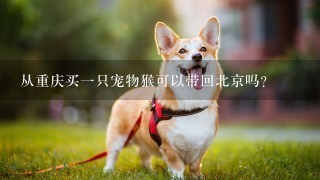 从重庆买一只宠物猴可以带回北京吗？