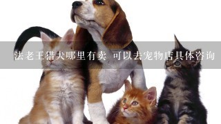 法老王猎犬哪里有卖 可以去宠物店具体咨询