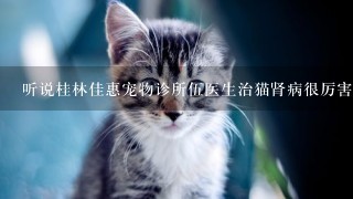 听说桂林佳惠宠物诊所伍医生治猫肾病很厉害？