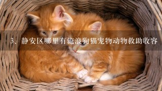 静安区哪里有流浪狗猫宠物动物救助收容