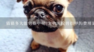 猫猫多大能剪指甲呢?宠物医院剪指甲的费用是多少呢？