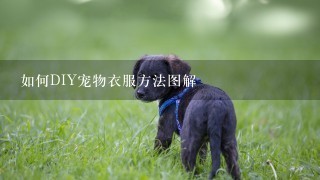 如何DIY宠物衣服方法图解