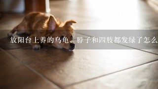 放阳台上养的乌龟，脖子和四肢都发绿了怎么办