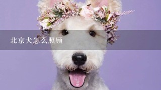 北京犬怎么照顾