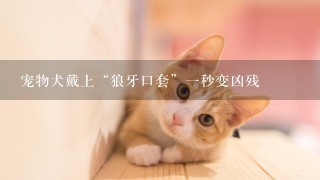 宠物犬戴上“狼牙口套”一秒变凶残