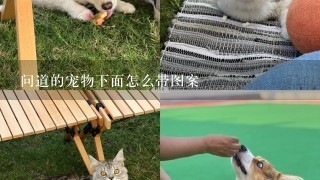 问道的宠物下面怎么带图案