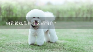 狗狗被抓伤用什么药治疗？