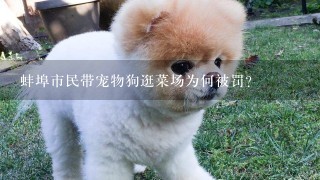 蚌埠市民带宠物狗逛菜场为何被罚？