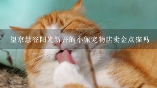 望京慧谷阳光新开的小佩宠物店卖金点猫吗