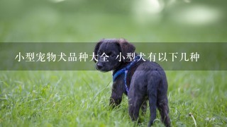 小型宠物犬品种大全 小型犬有以下几种