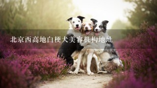 北京西高地白梗犬美容机构地址