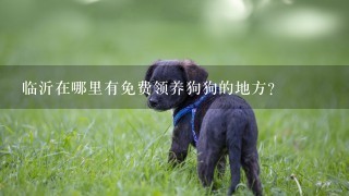 临沂在哪里有免费领养狗狗的地方？