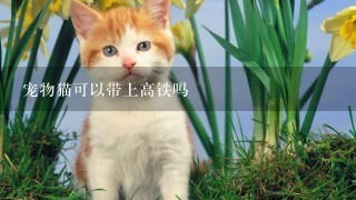 宠物猫可以带上高铁吗