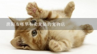 濮阳市哪里有卖龙猫的宠物店