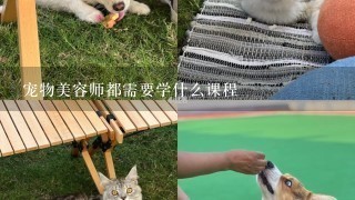 宠物美容师都需要学什么课程