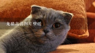 龙猫高清图片壁纸